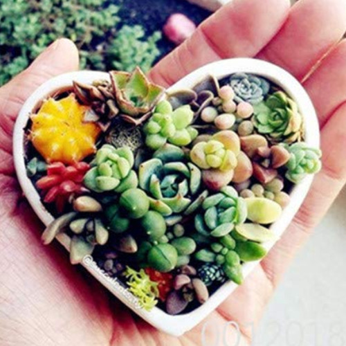 100pcs Lithops Bonsai Living Stones Succulent Cactus Organic Garden, Office Desktop Bonsai for Indoor suculentas plantas color 8