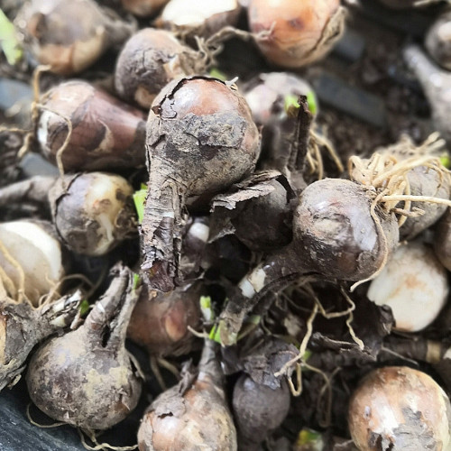 10PCS/lot Lycoris Species of Fresh Bulbs Garden Plants Potted Bonsai Hot Red Bana Bulbs 