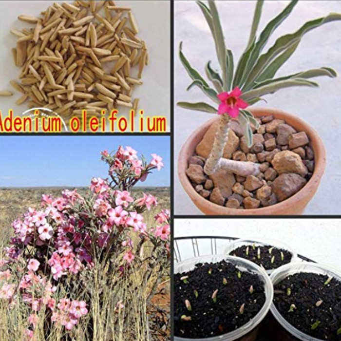 pampas grass plant in pot Cortaderia - Pampas White Grass - #1 Pot