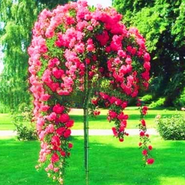 100PCS Rose Bonsai Thailand Climbing Rose Tree Rare Flower Pink Bonsai Potted Plant for Home Garden