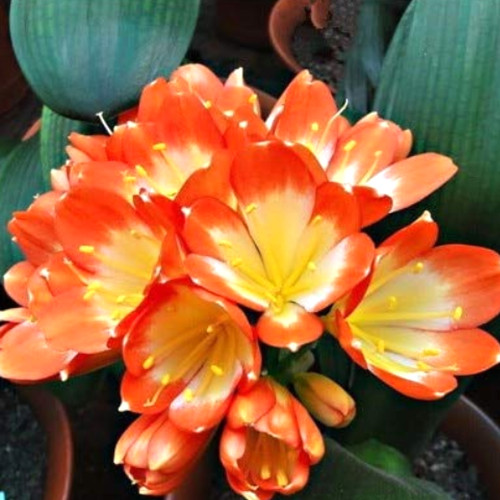 20PCS Clivia Seeds Colorful Garden Perennial Flowers
