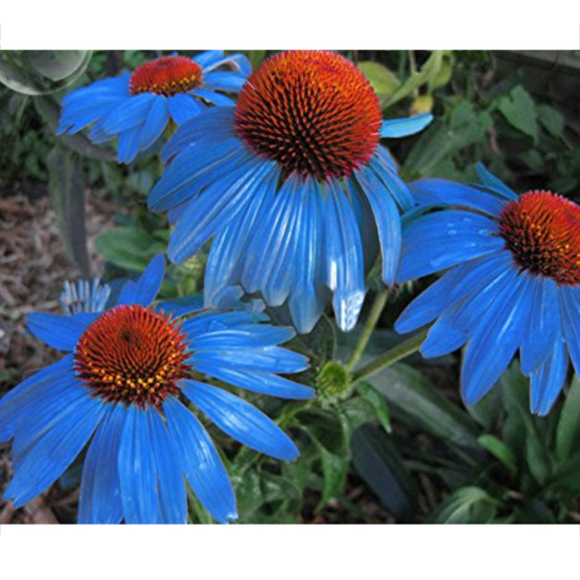 Rare 'Yangko' Light Blue Echinacea purpurea, 100 Seeds, Big Blooms Blue Petals w/Orange Heart Hybrid Flowers