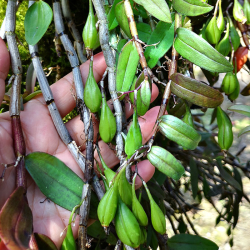 1 POD Dendrobium officinale Seeds (Flower Powder) Mixed Colors Flowers