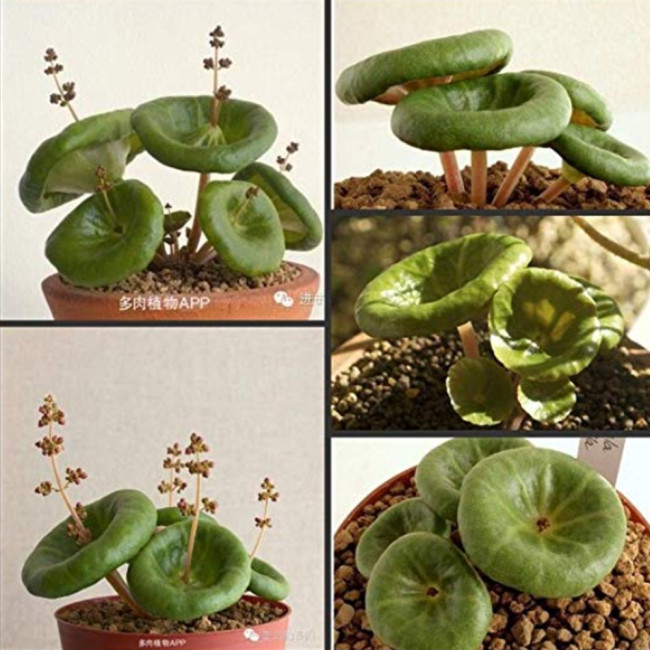 100PCS Fresh Real Crassula Umbella Semillas Bonsai Succulents Plant Seeds