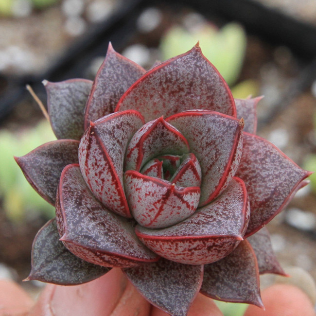 10PCS Echeveria purpusorum Seeds Red Succulent