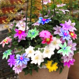300PCS Rainbow Clematis Seeds