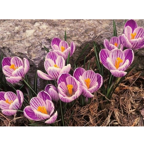 50PCS Saffron Crocus Seeds