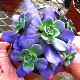 10PCS Crassula Capitella Thyrsiflora Seeds Red Pagoda Succulent Bonsai