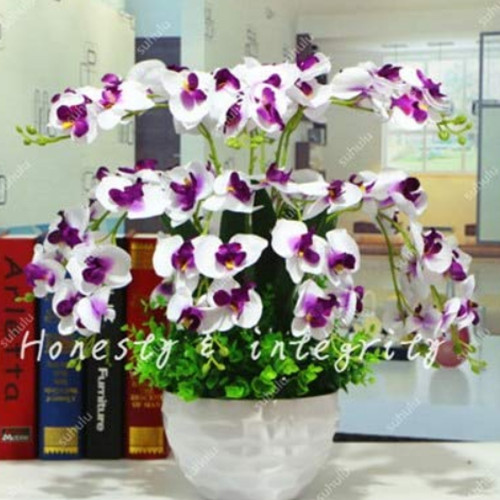 200PCS Phalaenopsis Giant Orchid Bonsai Seeds