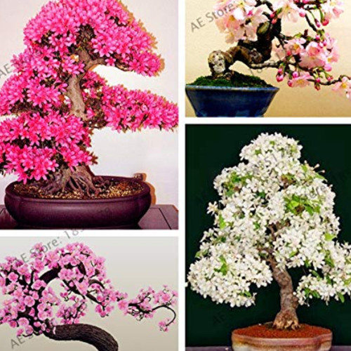 10PCS Mixed Japanese Sakura Flores Seeds Bonsai Cherry Blossoms