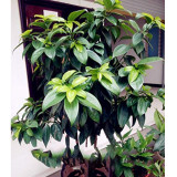 10PCS Cinnamomum Kotoense Seeds Foliage Plants