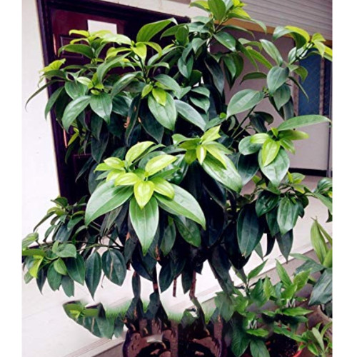 10PCS Cinnamomum Kotoense Seeds Foliage Plants
