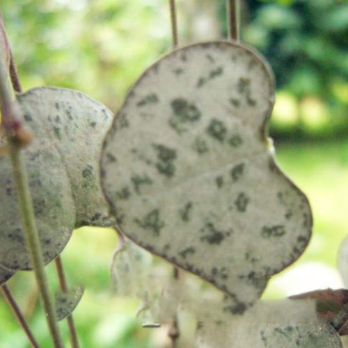 100PCS Hoya Kerrii Bonsai Seeds Hybrid