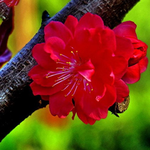 30PCS Winter Sweet Prunus Mume Tree Red Plum Blossom La Mei