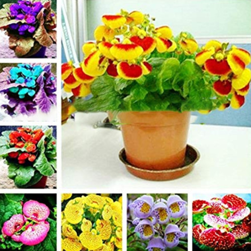 100PCS Calceolaria Uniflora Bonsai Flowers Seeds Darwin's Slipper Flowers