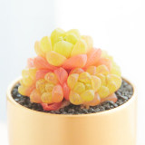 10PCS Haworthia cymbiformis var. obtusa Seeds Golden Pink Hybrid Succulent Plants Bonsai Rare Seeds