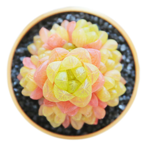 10PCS Haworthia cymbiformis var. obtusa Seeds Golden Pink Hybrid Succulent Plants Bonsai Rare Seeds