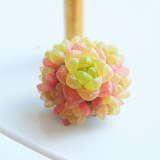 10PCS Haworthia cymbiformis var. obtusa Seeds Golden Pink Hybrid Succulent Plants Bonsai Rare Seeds