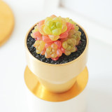 10PCS Haworthia cymbiformis var. obtusa Seeds Golden Pink Hybrid Succulent Plants Bonsai Rare Seeds