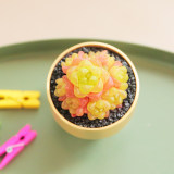 10PCS Haworthia cymbiformis var. obtusa Seeds Golden Pink Hybrid Succulent Plants Bonsai Rare Seeds