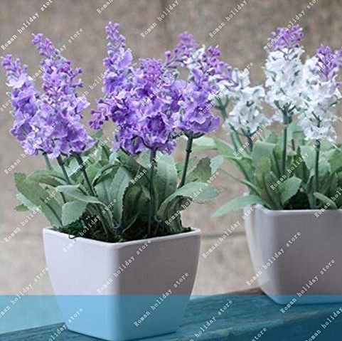 100 PCS/Bag French Provence Lavender Bonsai Very Fragrant Organic Lavender Plant Flower Flower Bonsai Home Garden Bonsai