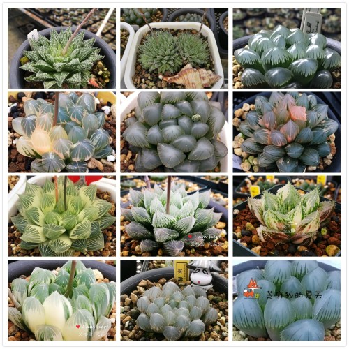 20PCS Mixed  Haworthia Seeds (approx 15 varieties) Hawor Succulent Bonsai Plants Seeds