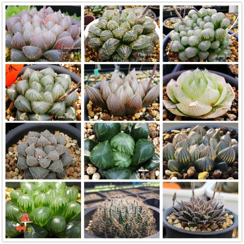 20PCS Mixed  Haworthia Seeds (approx 15 varieties) Hawor Succulent Bonsai Plants Seeds