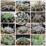 20PCS Mixed  Haworthia Seeds (approx 15 varieties) Hawor Succulent Bonsai Plants Seeds