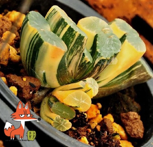 ONLY 1 PIECE Haworthia truncata Seed New Colorful Succulent Plant Seeds