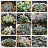 20PCS Mixed  Haworthia Seeds (approx 15 varieties) Hawor Succulent Bonsai Plants Seeds