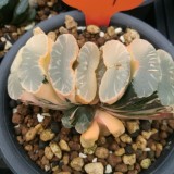 ONLY 1 PIECE Haworthia truncata Seed New Colorful Succulent Plant Seeds