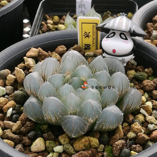 10PCS 'Ice Crystal' Bingpo Haworthia Seeds Transparent Succulent Bonsai Plant Seeds
