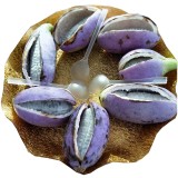 20PCS Holboellia latifolia Wall. Fruit Seeds Chines Heirloom Wild Banana Fruits