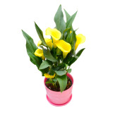 2PCS Calla Lily Bulbs