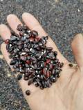 20PCS Holboellia latifolia Wall. Fruit Seeds Chines Heirloom Wild Banana Fruits