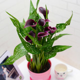 2PCS Calla Lily Bulbs