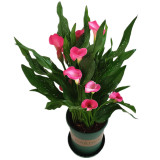 2PCS Calla Lily Bulbs