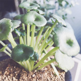 1 BULB Umbilicus Rupestris Bulb Evergeen Perennial Plant