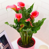 2PCS Calla Lily Bulbs