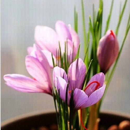5PCS Purple Crocus sativus L. Bulbs Heirloom Saffron Crocus Plant