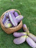 20PCS Holboellia latifolia Wall. Fruit Seeds Chines Heirloom Wild Banana Fruits