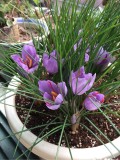 5PCS Purple Crocus sativus L. Bulbs Heirloom Saffron Crocus Plant