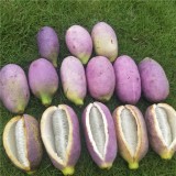 20PCS Holboellia latifolia Wall. Fruit Seeds Chines Heirloom Wild Banana Fruits