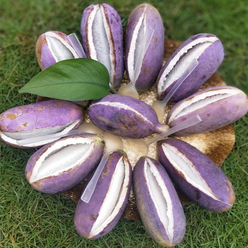 20PCS Holboellia latifolia Wall. Fruit Seeds Chines Heirloom Wild Banana Fruits