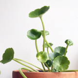 1 BULB Umbilicus Rupestris Bulb Evergeen Perennial Plant