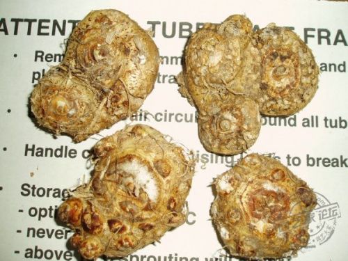 2PCS Calla Lily Bulbs