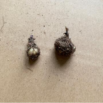 1 BULB Umbilicus Rupestris Bulb Evergeen Perennial Plant