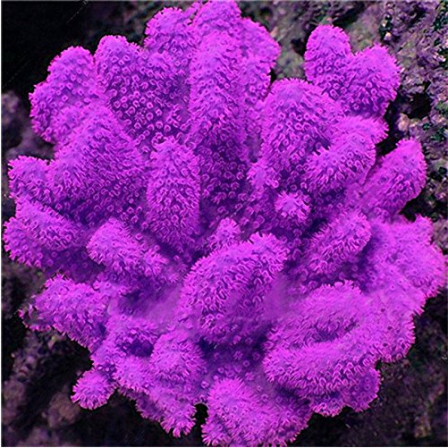 1000 PCS Aquarium Plant Seeds Fish Tank Moss Fern Aquatic Seeds Landscape Decoration Grass 