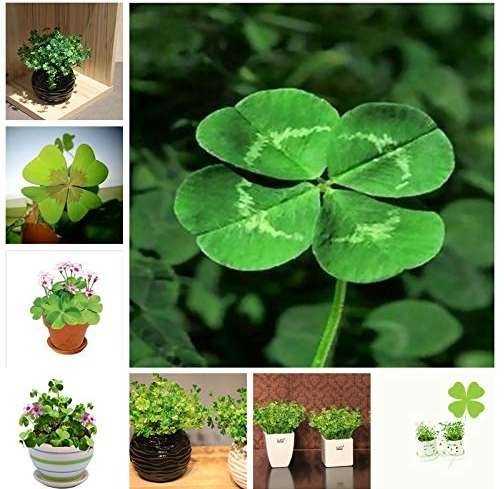 100 Pcs/Bag Bonsai Four Leaf Clover Trifolium Repens Mixed Dutch Clover Bonsai DIY Home & Garden Potted Planting