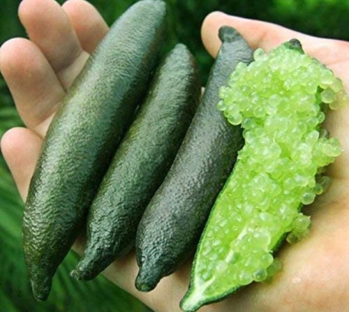 20 Pcs Novel Finger Limes Citrus Pomegranate Bonsai Delicious Sweet Fruit Bonsai for Home Garden Plant Mix Colors